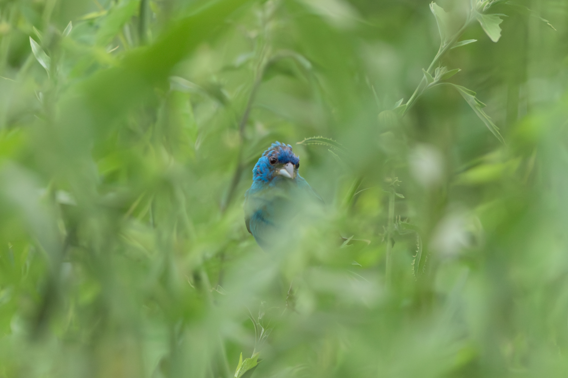 Indigo bunting spies the camera in thick brush